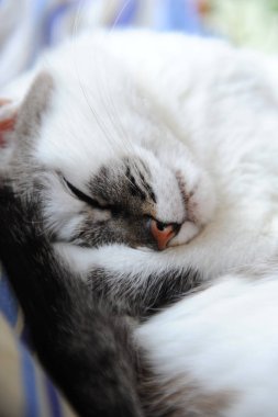 Portre sevimli beyaz kedi tatlı uyku kıvrılmış