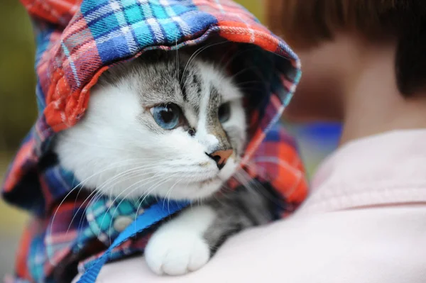 美丽的白色蓝眼睛猫在格子衬衫在一个引擎盖在女孩主人的肩膀在公园里 特写镜头肖像 — 图库照片