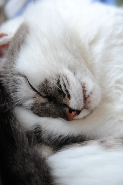 Крупним Планом Милий Білий Кіт Солодкий Сплячий Скручений — стокове фото