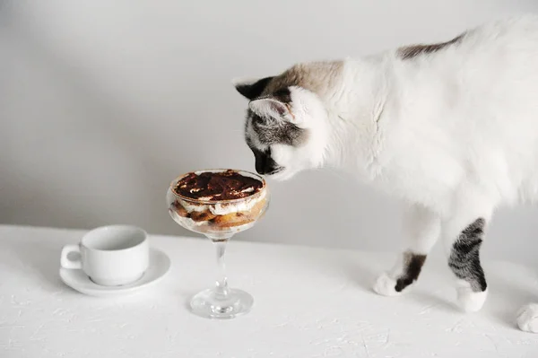 Vit Fluffig Katt Vädra Tiramisu Ett Martiniglas Vit Bakgrund — Stockfoto