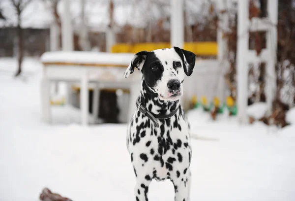 Dalmatinerhund im Schnee im Wintergarten entdeckt. Tisch im Hintergrund — Stockfoto