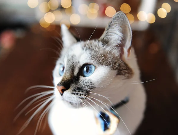 Hermoso retrato de gato mullido blanco de ojos azules con corbata. Fondo de luces mágicas borrosas. Humor de Navidad — Foto de Stock