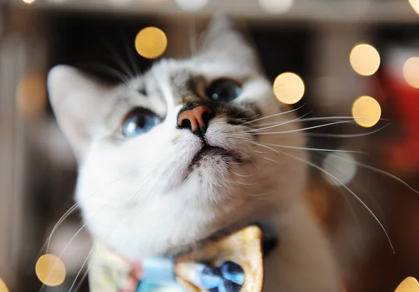 Hermoso retrato de gato mullido blanco de ojos azules con corbata. Fondo de luces mágicas borrosas. Humor de Navidad — Foto de Stock