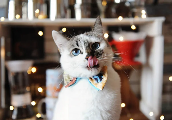 Beautiful portrait of white blue-eyed fluffy cat wearing bowtie. Background of blurred magic lights. Christmas mood — Stock Photo, Image