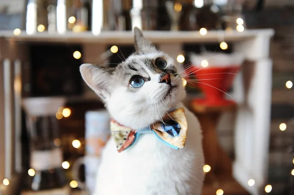 Beautiful Portrait White Blue Eyed Fluffy Cat Bow Tie Background — Stock Photo, Image