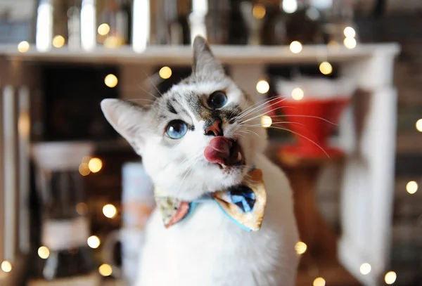 Schönes Porträt der weißen blauäugigen, flauschigen Katze mit Fliege. Hintergrund verschwommener magischer Lichter. Weihnachtsstimmung — Stockfoto