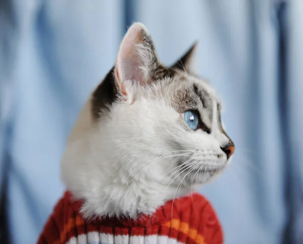 Біла пухнаста блакитноока кішка, одягнена в смугастий помаранчевий светр. Закрити портрет профілю на одному джинсовому тлі. Мода — стокове фото