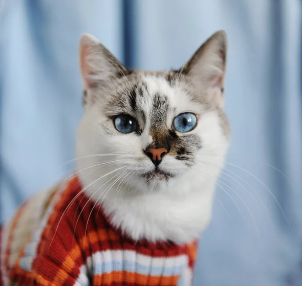 Белый пушистый голубоглазый кот в полосатом оранжевом свитере. Закрыть портрет на единичном дениме. Модный вид — стоковое фото