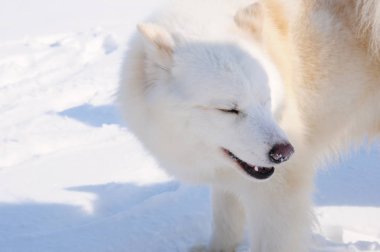Beyaz köpek Husky yılında güneşli bir Rus karlı manzara