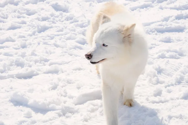 White Dog Husky in der russischen Schneelandschaft an einem sonnigen Tag — Stockfoto