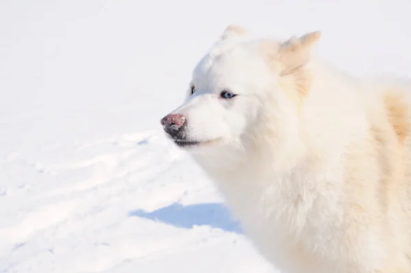 Biały pies Husky w rosyjski śnieżny krajobraz w słoneczny dzień — Zdjęcie stockowe