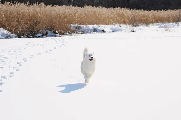 White Dog Husky in der russischen Schneelandschaft an einem sonnigen Tag — Stockfoto