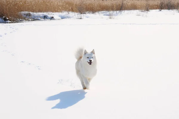 White Dog Husky in der russischen Schneelandschaft an einem sonnigen Tag — Stockfoto