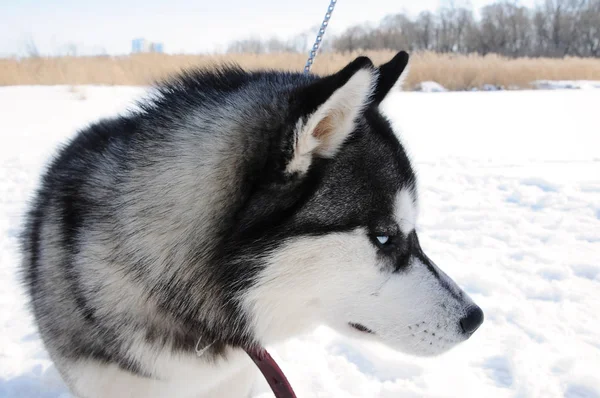 Husky-Hund in der russischen Schneelandschaft an einem sonnigen Tag — Stockfoto