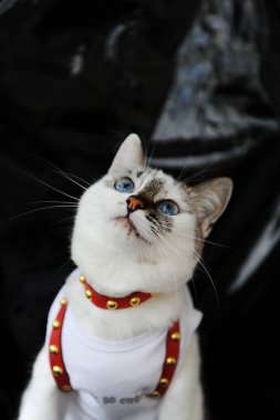 White blue-eyed cute cat dressed in t-shirt and a red leather harness. Stylish outfit with accessories. Black background