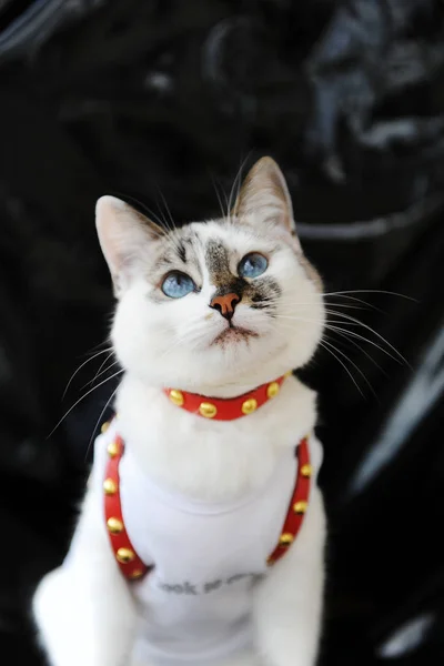 White blue-eyed cute cat dressed in t-shirt and a red leather harness. Stylish outfit with accessories. Black background — 스톡 사진