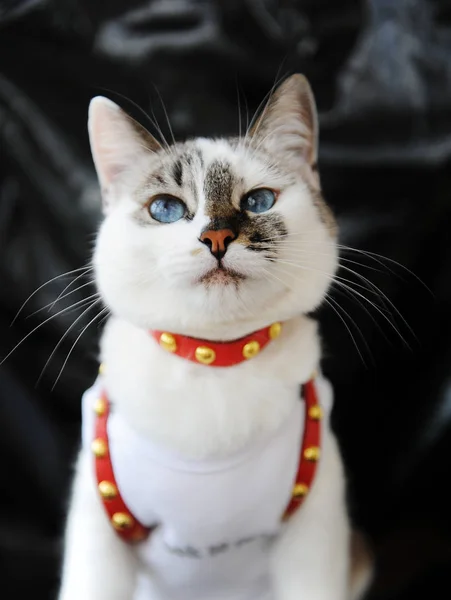 White blue-eyed cute cat dressed in t-shirt and a red leather harness. Stylish outfit with accessories. Black background — 스톡 사진