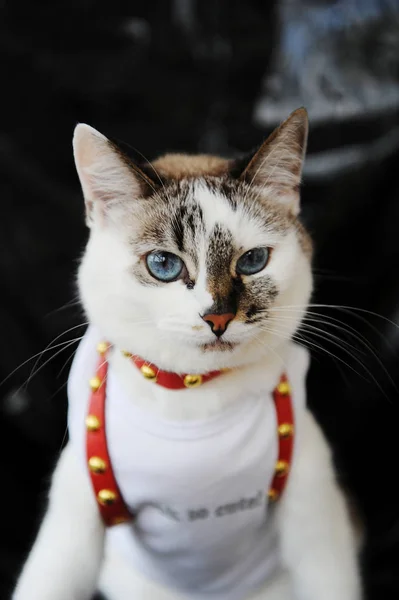 White blue-eyed cute cat dressed in t-shirt and a red leather harness. Stylish outfit with accessories. Black background — 스톡 사진