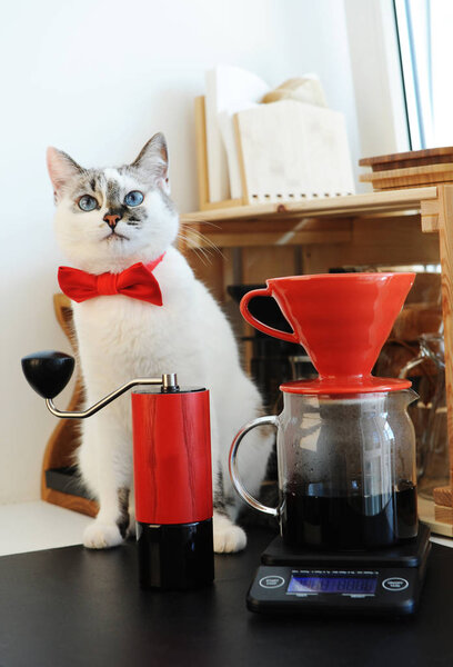 Симпатичный белый голубоглазый кот-бариста в галстуке-бабочке, варит кофе. Красные капельницы и ручки
