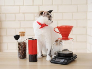Barista kedisi. Alternatif manuel el kahve demleme. Damla toplu filtre. Kırmızı kahve öğütücü. Elektronik ölçek
