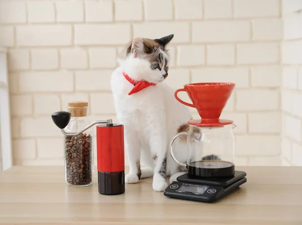 Η γάτα του μπάρμαν. Εναλλακτικό χειροκίνητο χέρι ζυθοποιίας καφέ. Φίλτρο δέσμης στάγδην. Κόκκινος μύλος καφέ. Ηλεκτρονική κλίμακα — Φωτογραφία Αρχείου