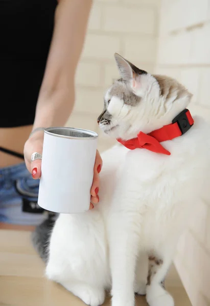 赤い蝶ネクタイの白いふわふわ猫は、バリスタの女の子の手から缶から焼きたてのコーヒーを嗅ぎます — ストック写真