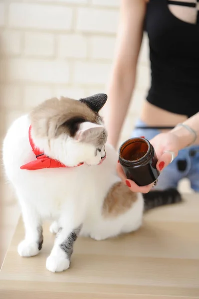 White cute cat in a red bow-tie sniffs freshly ground coffee from the hands of a barista girl — Stock Photo, Image