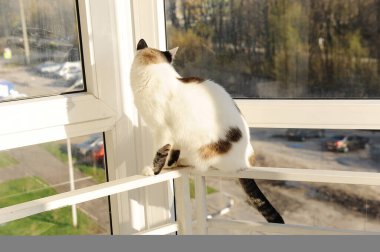 Beyaz tüylü kedi evin balkonundaki pencerenin önünde.