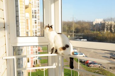 Beyaz tüylü kedi evin balkonundaki pencerenin önünde.