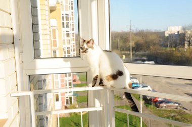 Beyaz tüylü kedi evin balkonundaki pencerenin önünde.