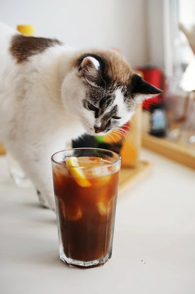 Söt Katt Och Espresso Tonic Med Citronskiva Biglas Med Sommarrecept — Stockfoto