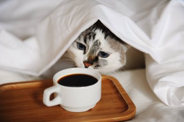 Sabah kahveyi yatakta uyandırmak. Şirin bir kedi, tahta tepside bir fincan kahveye uzanır.