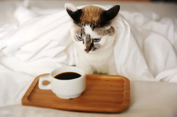 Morning awakening coffee in bed. Unhappy sleepy cat reaches for a cup of coffee on wooden tray