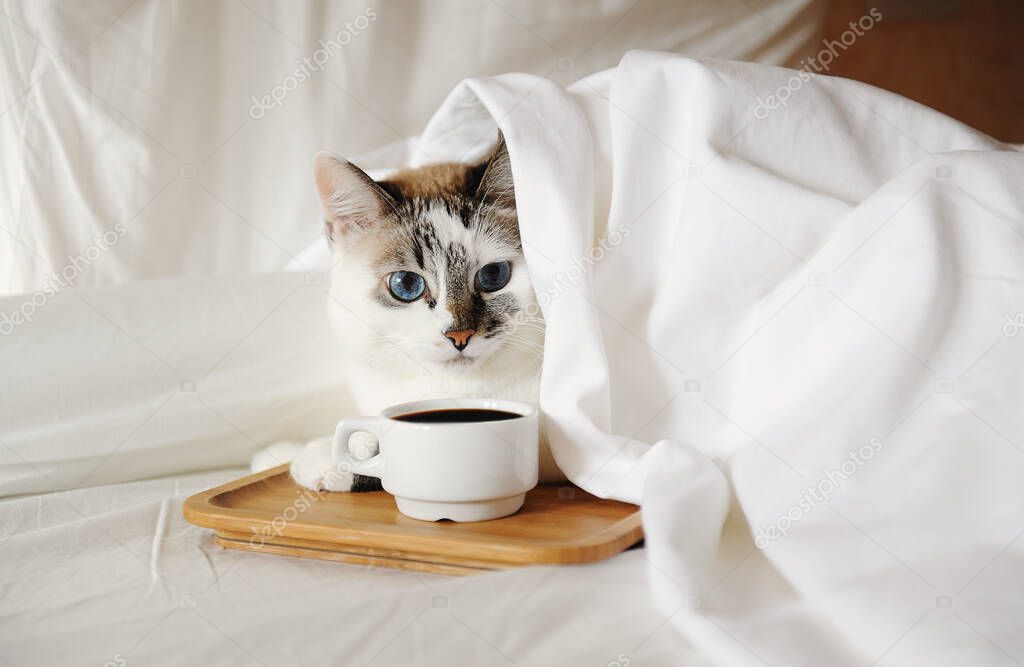 Morning awakening coffee in bed. A cute cat reaches for a cup of coffee on wooden tray