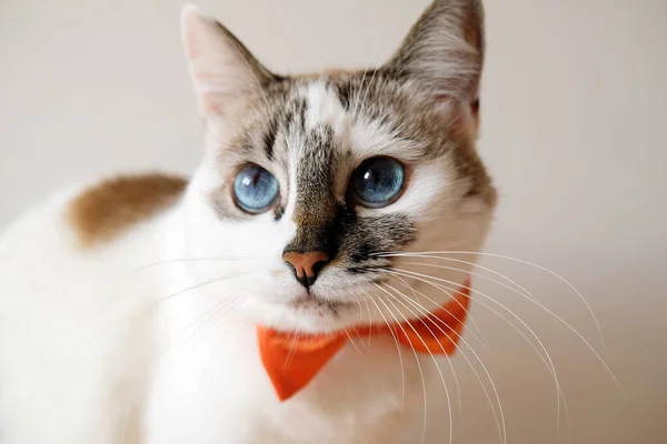 Gatto Dagli Occhi Azzurri Bianchi Con Papillon Arancione Ritratto Sfondo — Foto Stock