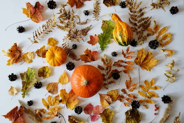 Autumn forest elements on a white background: pumpkins, leaves, cones and berries. Top view, layout