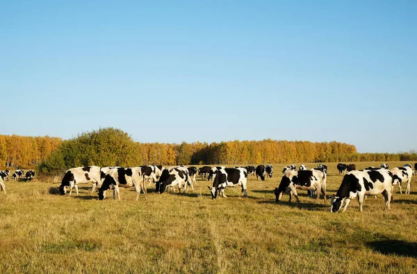 Kühe Hüten Auf Der Herbstwiese Reste Von Frischem Gras Blauer — Stockfoto