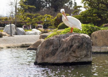 Beyaz Pelikan, Japon bahçesindeki büyük taşın üzerinde.