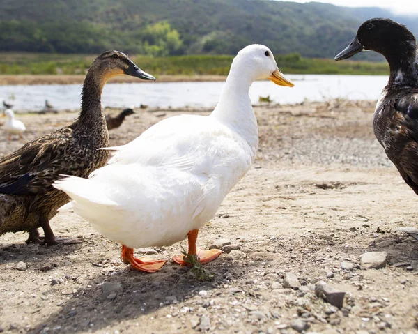 Drei Entenarten Spazieren Teich Vorbei Weiße Schwarze Braune Ente — Stockfoto