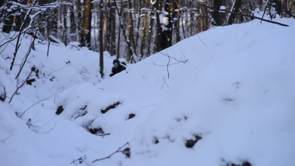 Soldado Herido Caminando Por Nieve Bosque — Vídeos de Stock