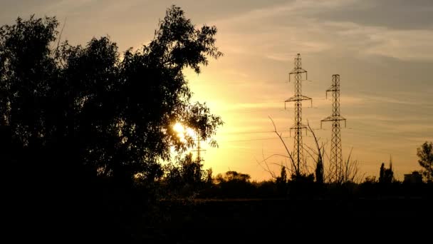 Die Silhouette eines weit verzweigten Baumes, der gegen den Sonnenuntergang steht und Antennen — Stockvideo
