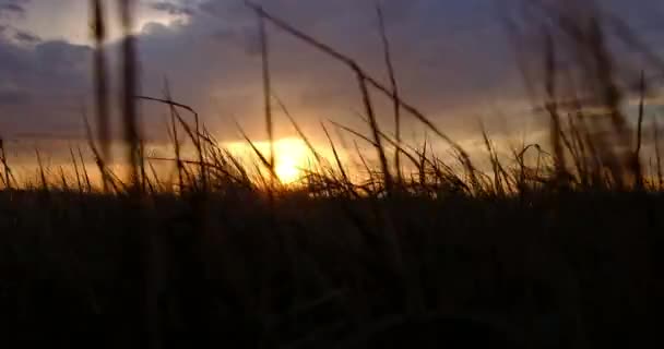 Blick auf vorbeiziehendes Gras gegen den Sonnenuntergang — Stockvideo