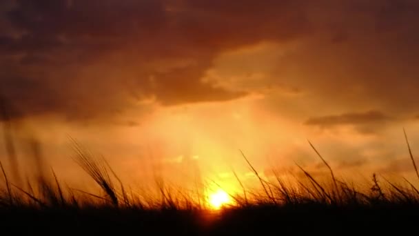 Una vista del sol, hundiéndose en un campo de trigo, removiéndose del viento — Vídeo de stock