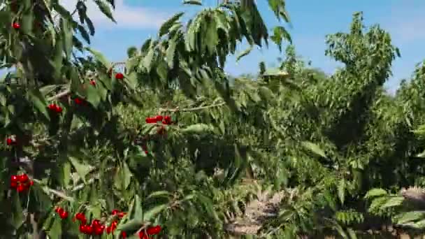 Вега сада, полного вишневых деревьев с спелыми деревьями — стоковое видео