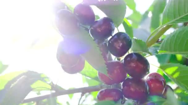 Uma vista de inúmeras cerejas, penduradas em uma cerejeira — Vídeo de Stock