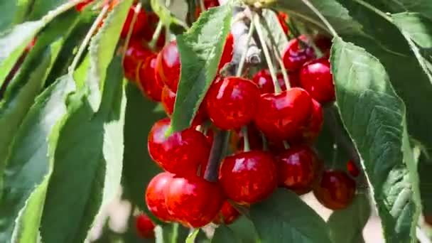 天然新鲜的樱桃, 挂在樱桃树的树枝上。水果食品, 甜樱桃树特写和一般计划. — 图库视频影像
