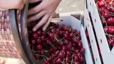 Olgun kiraz bir kutu için kova içinde dökülür