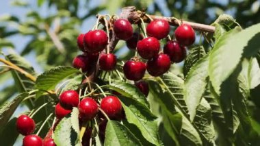 Su damlaları ile kaplı kırmızı olgun kiraz ağaçta asılı ve rüzgardan karıştırma