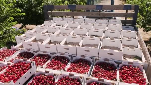 Cały samochód ciężarowy jest pełne pudła z licznych wiśnie — Wideo stockowe