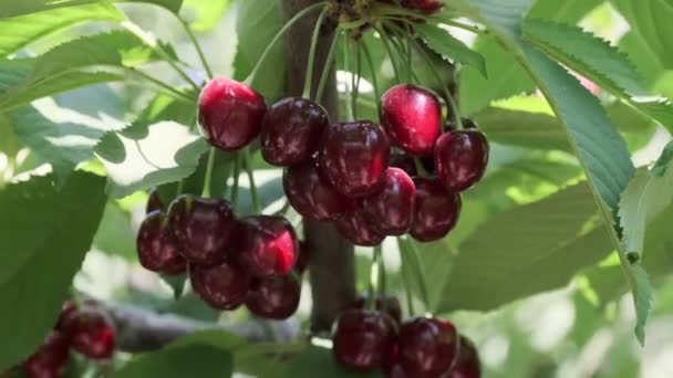 Natürliche frische Kirsche, die im Zweig eines Kirschbaums hängt. Fruchtfutter, Süßkirsche aus Baumnahaufnahme und allgemeiner Plan. — Stockvideo